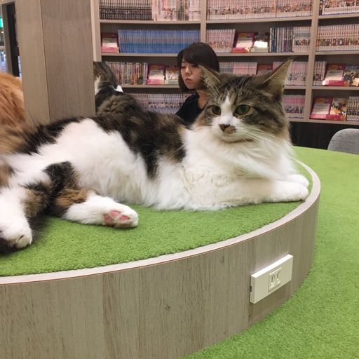 猫カフェmocha モカ アルシェ大宮店の口コミ 写真 アクセス Recotrip レコトリップ