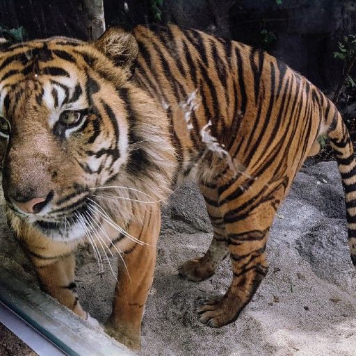 神戸どうぶつ王国 近すぎて楽しい 豊富なえさやり体験で動物と間近で触れ合える神戸の動植物園 Recotrip レコトリップ