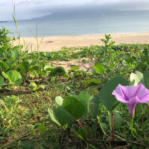 幸喜公園北側ビーチの口コミ 写真 アクセス Recotrip レコトリップ