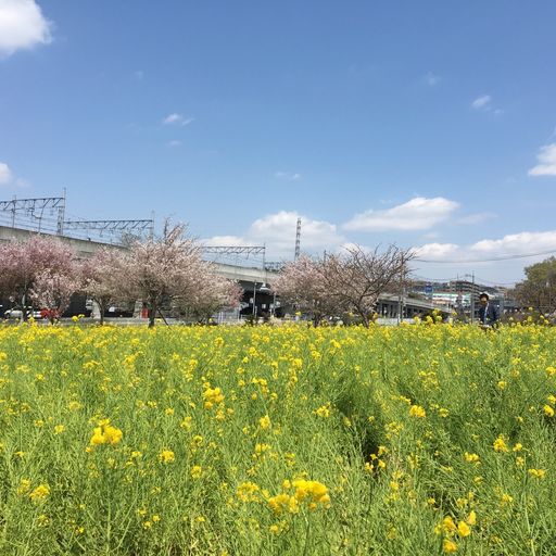 22年 神奈川県の菜の花 観光スポットランキング