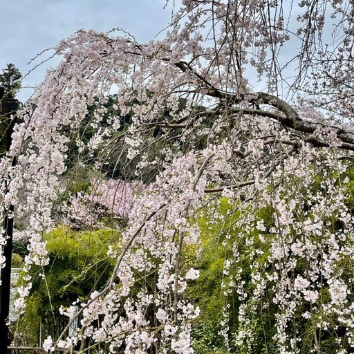 長谷寺 奈良 日本の四季を花で愛でるお寺 奈良の里山に佇む歴史ある絶景寺 Recotrip レコトリップ