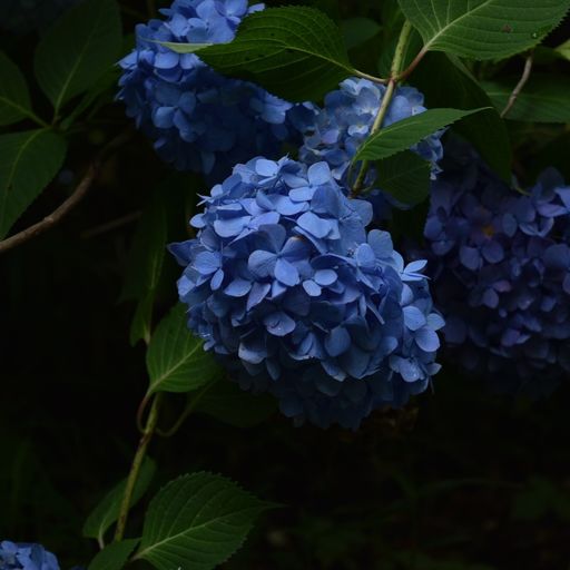 観音寺 広島県 の口コミ 写真 アクセス Recotrip レコトリップ