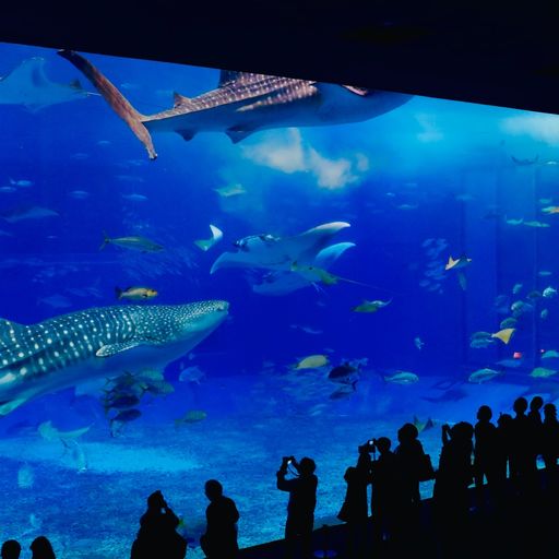 22年 日本 カップルにオススメ 水族館 動物園の観光スポットランキング Recotrip レコトリップ