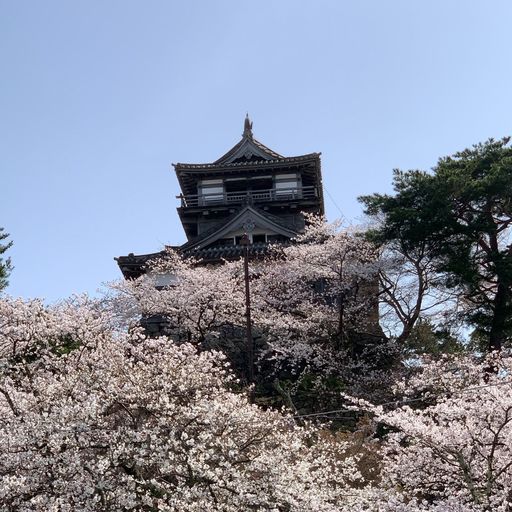 丸岡城 満開の桜の中にそびえ立つ姿は圧巻 日本最古の建築様式を持つ城 Recotrip レコトリップ