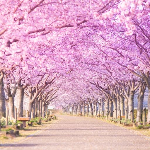 づつみ 回廊 お の 桜 おの桜づつみ回廊/小野市・加古川堤防の桜並木[壁紙写真集