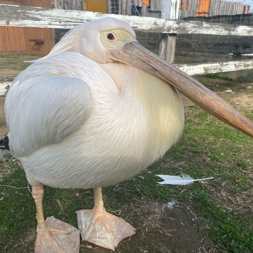 赤穂海浜公園 動物ふれあい村の口コミ 写真 アクセス Recotrip レコトリップ