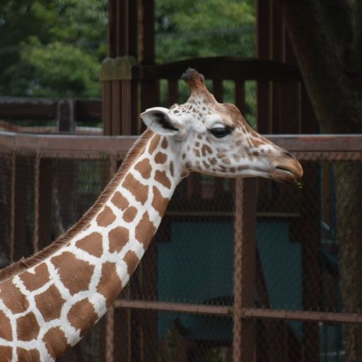 長野市茶臼山動物園の口コミ 写真 アクセス Recotrip レコトリップ