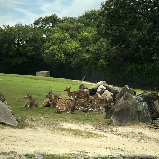 姫路セントラルパーク 遊園地と動物園が合体 たくさんの動物と触れ合えるサファリリゾート Recotrip レコトリップ