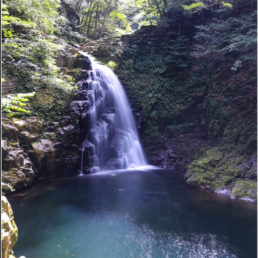 三重県名張市赤目産 美しい紫色★『紫大根』６本ケール