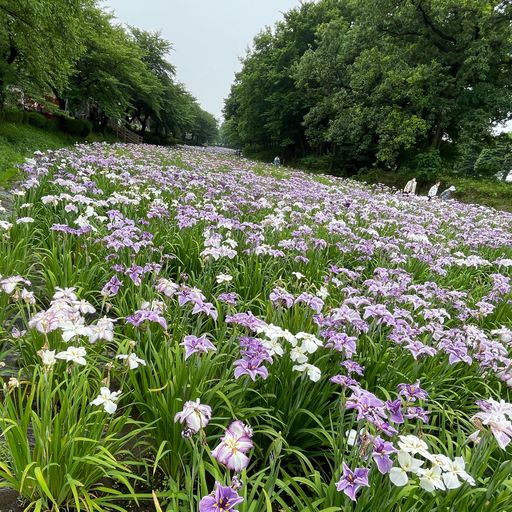 23年 赤堀花しょうぶ園の口コミ 写真 アクセス Recotrip レコトリップ