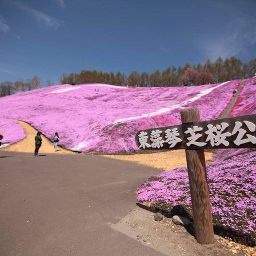 23年 ひがしもこと芝桜公園 たったひとりの農家が植えた一面の芝桜 花に囲まれ過ごす大自然のレジャースポット Recotrip レコトリップ