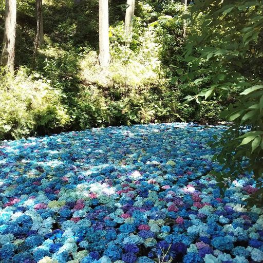 みちのくあじさい園 花に囲まれて森林浴 山の中を縫うあじさいロード Recotrip レコトリップ