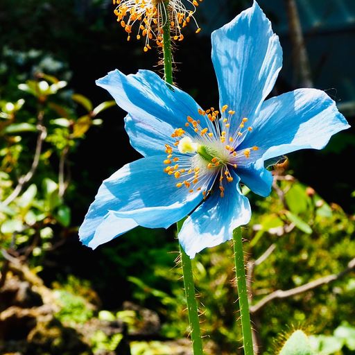 22年 咲くやこの花館の口コミ 写真 アクセス Recotrip レコトリップ