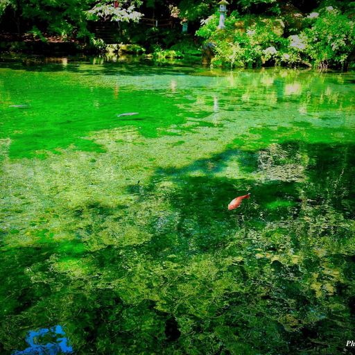 出流原弁天池】まるで水彩画！名水百選にも選ばれた栃木県の美しすぎる 