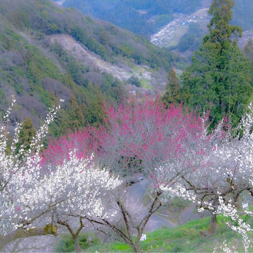 22年 賀名生梅林 奈良県三大梅林の一つ 山の中腹一面に咲き乱れる梅の花々にうっとり Recotrip レコトリップ