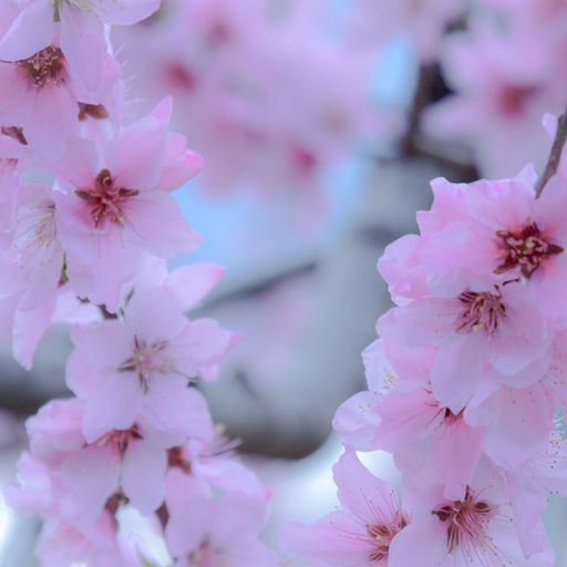 23年 桃源郷 和歌山 ひと目十万本の桃の花 甘い香りと味も楽しめる和歌山の名所 Recotrip レコトリップ