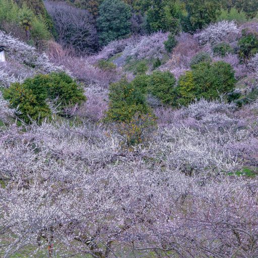 22年 賀名生梅林 奈良県三大梅林の一つ 山の中腹一面に咲き乱れる梅の花々にうっとり Recotrip レコトリップ