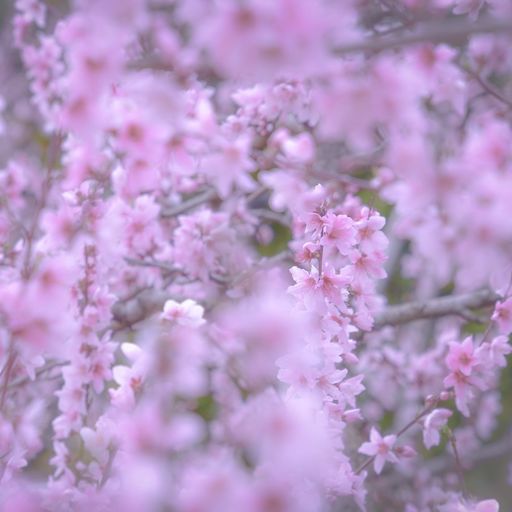 23年 桃源郷 和歌山 ひと目十万本の桃の花 甘い香りと味も楽しめる和歌山の名所 Recotrip レコトリップ