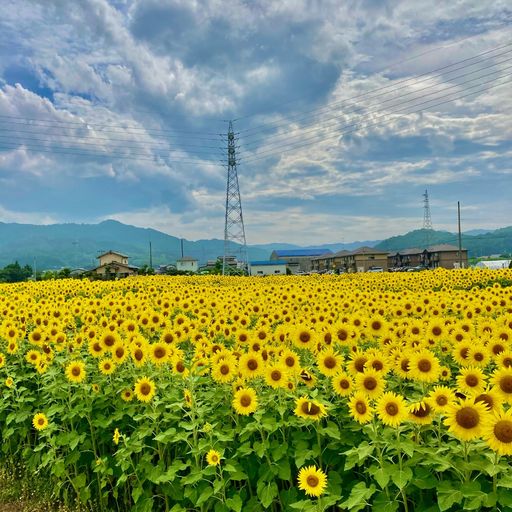 22年 玉川町のひまわり畑の口コミ 写真 アクセス Recotrip レコトリップ