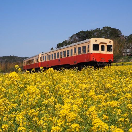 22年 石神菜の花畑 メルヘンな景色 黄色い絨毯の間をslやトロッコ列車が走り抜ける菜の花畑 Recotrip レコトリップ