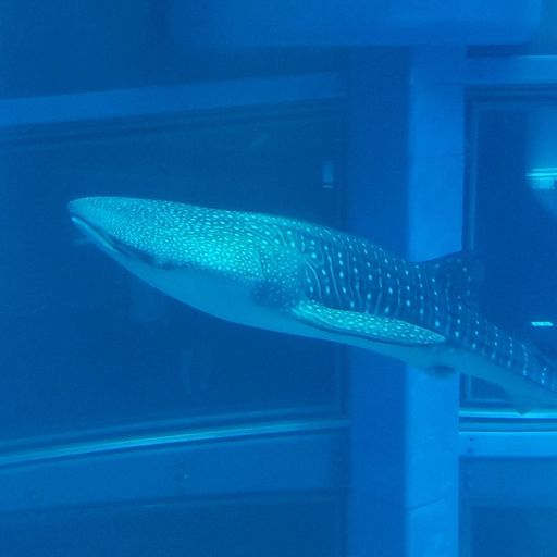 海遊館 大阪 日本三大水族館