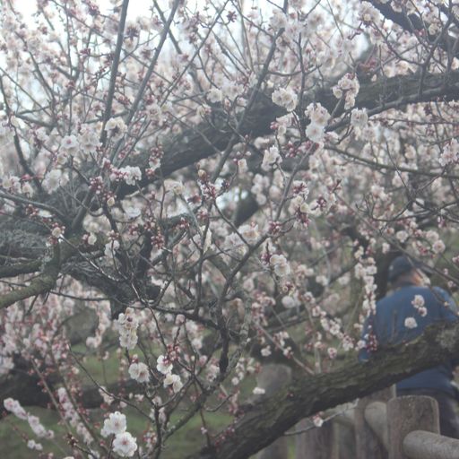 三隅梅林公園の口コミ 写真 アクセス Recotrip レコトリップ