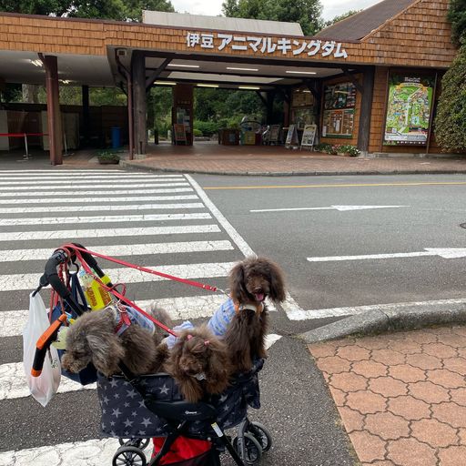 伊豆アニマルキングダム たくさんの動物と触れ合える ホワイトタイガーがいる珍しい動物園 Recotrip レコトリップ