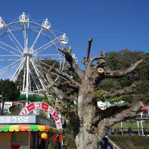 桐生 が 岡 動物園 レッサーパンダが仲間入りします 桐生市ホームページ Stg Origin Aegpresents Com