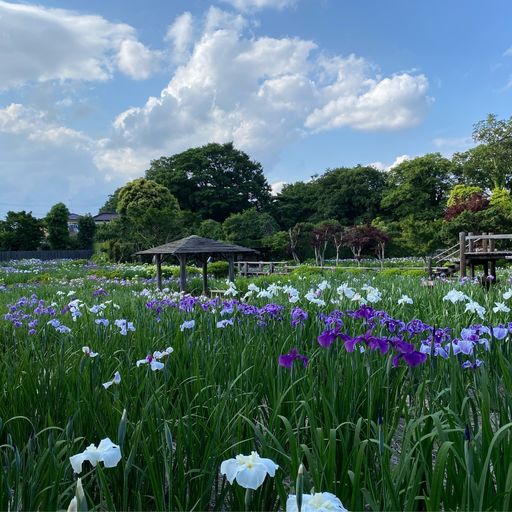 染谷花しょうぶ園の口コミ 写真 アクセス Recotrip レコトリップ