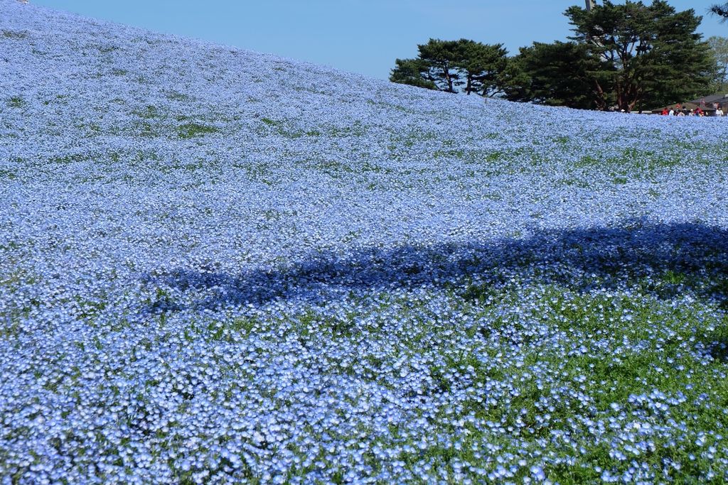 国営ひたち海浜公園 一面に咲く青い花 ネモフィラ畑の絶景