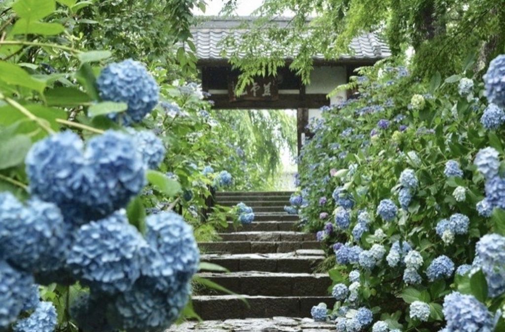 資福寺 宮城 仙台の紫陽花寺