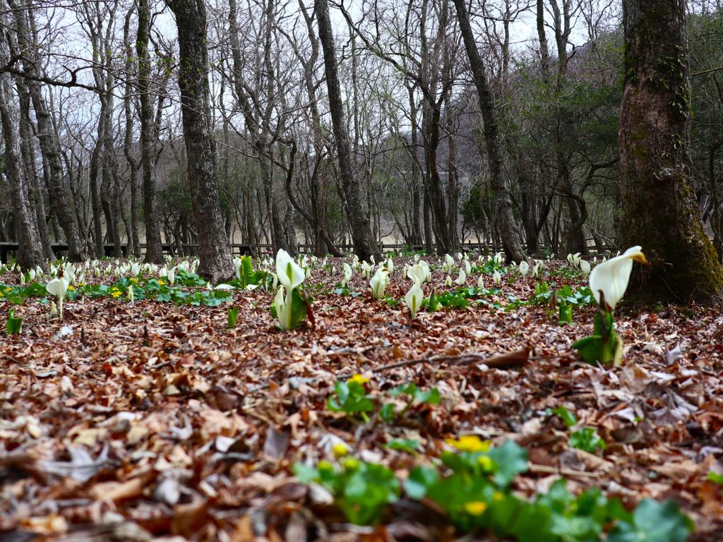 22年 箱根町立箱根湿生花園 箱根にある大きな植物園 珍しい外国産の植物も見られる Recotrip レコトリップ