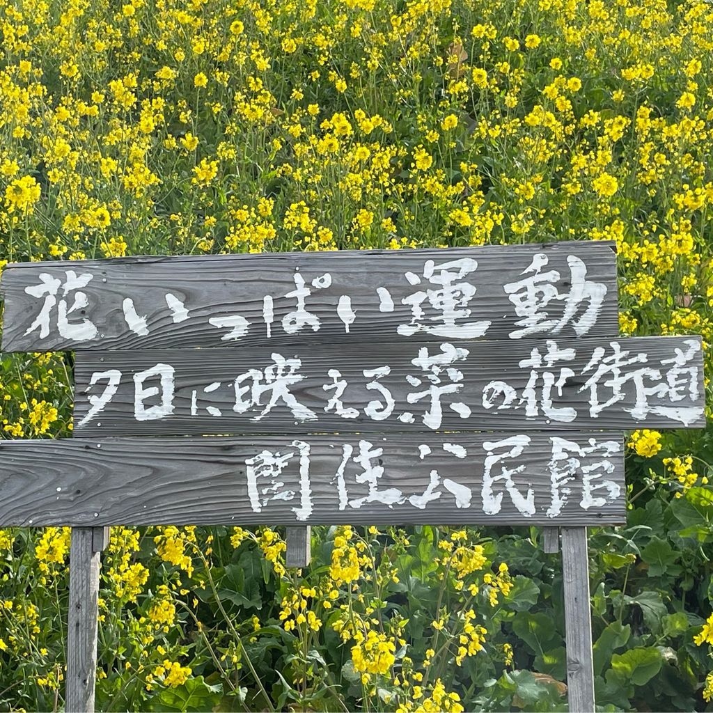 23年 閏住の菜の花畑 菜の花と海のコラボレーション 見頃の時期のイベントも楽しめる観光スポット Recotrip レコトリップ