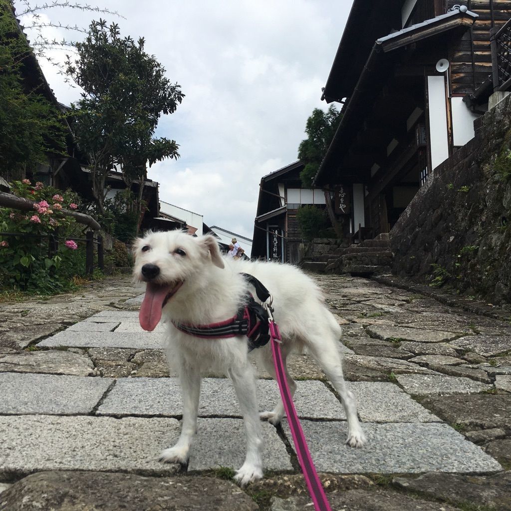 馬籠 馬籠宿にてわんこも一緒にそばランチ