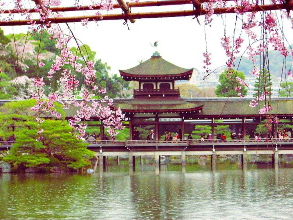 平安神宮神苑 桜満開の神苑