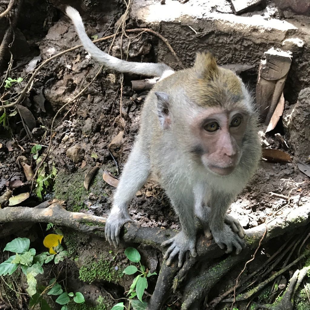 ウブドモンキーフォレスト バリ島 可愛い猿たちと触れ合える森