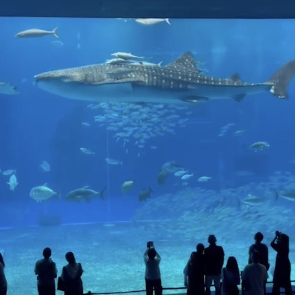 沖縄美ら海水族館 はいさい ジンベイザメ 美ら海水族館で遂に見ました