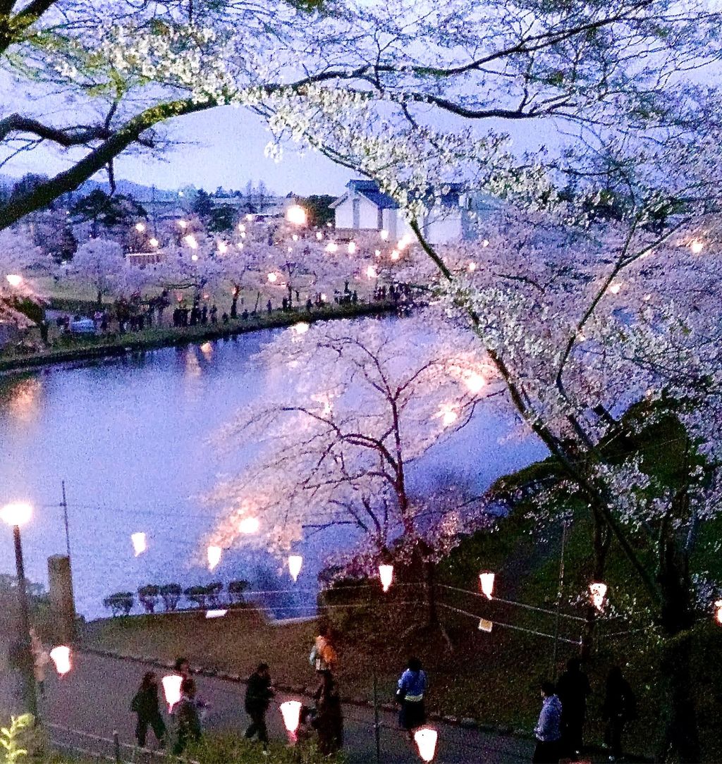 高田城址公園 4000本の桜があります 上越 高田城公園