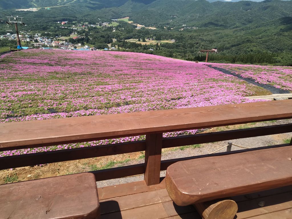 ひるがのピクニックガーデン 岐阜 ひるがの高原 天空のお花畑