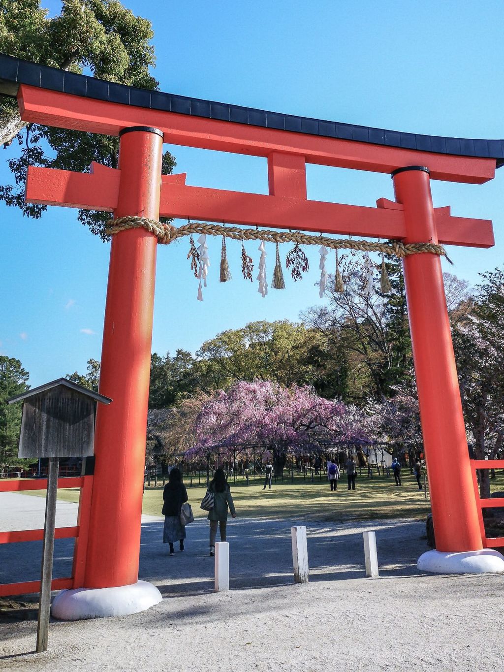 賀茂別雷神社 上賀茂神社 斎王桜 が咲く上賀茂神社