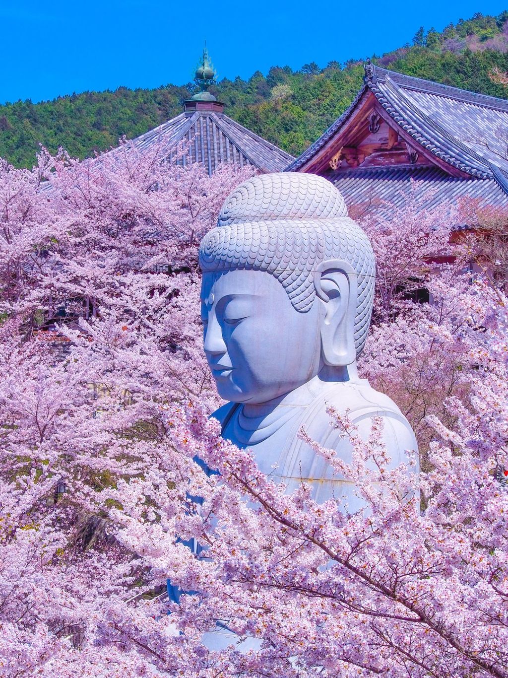 壺阪山 南法華寺（壺阪寺）『『壺阪寺の桜大仏』は絶景です✨』