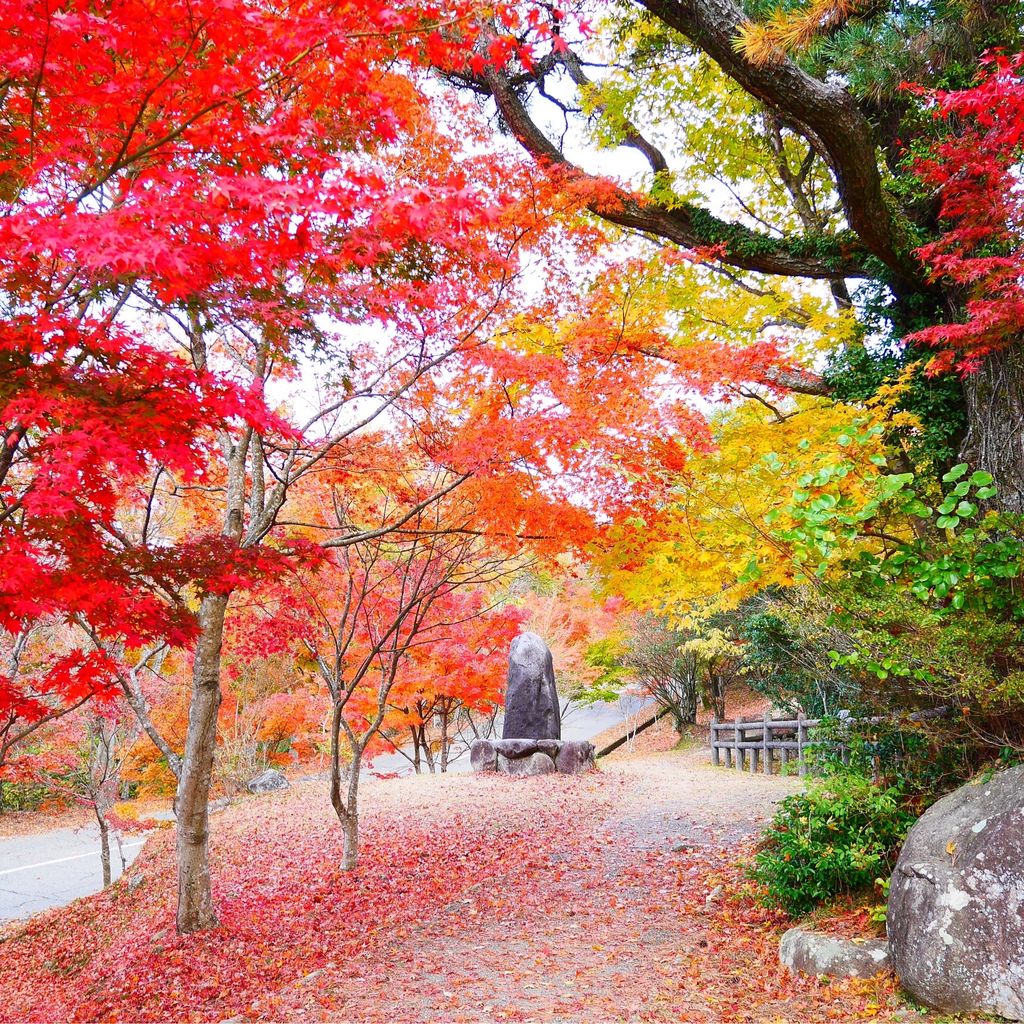 国立公園 寒霞渓 上から下から見る紅葉