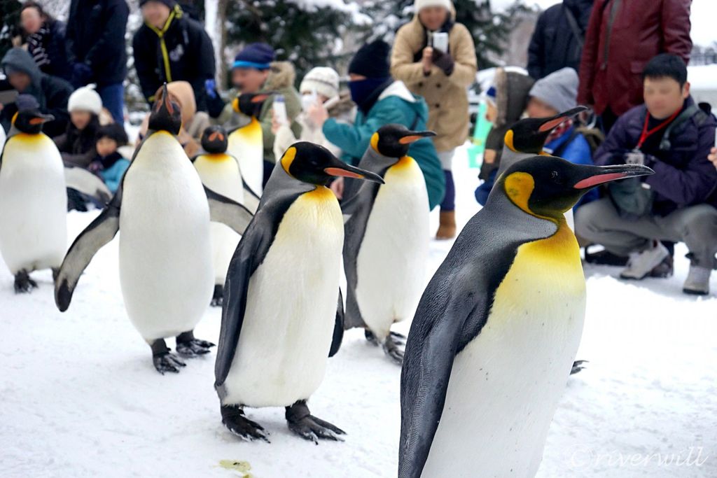 旭川市旭山動物園 ペンギンの行進が眼の前で 北海道旭山動物園