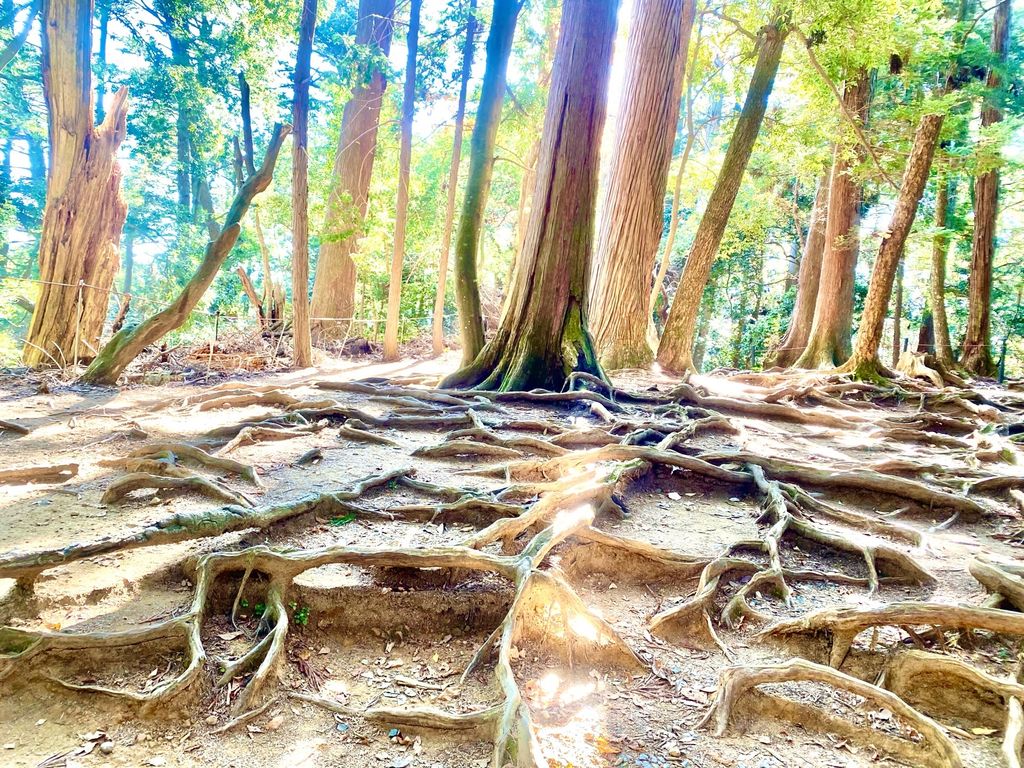 木の根道】口コミ・アクセスと周辺観光ガイド・地図