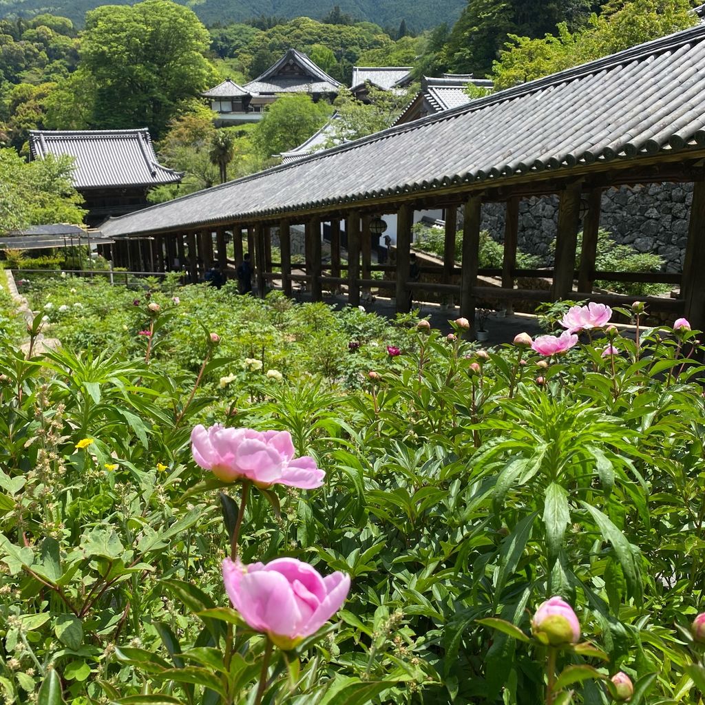 長谷寺 奈良 奈良県 長谷寺の牡丹まつり