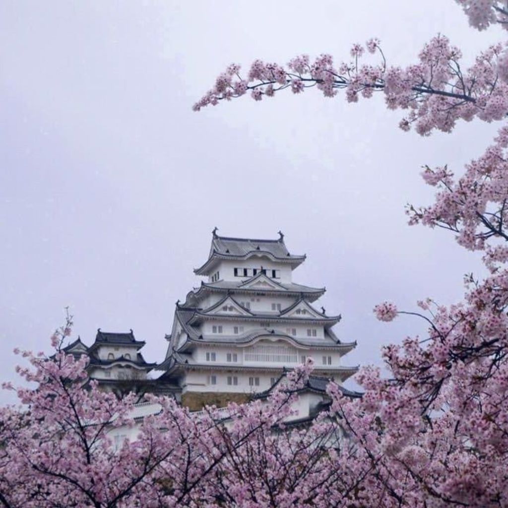 姫路城 兵庫 姫路城と桜 世界遺産で日本で1番有名な城