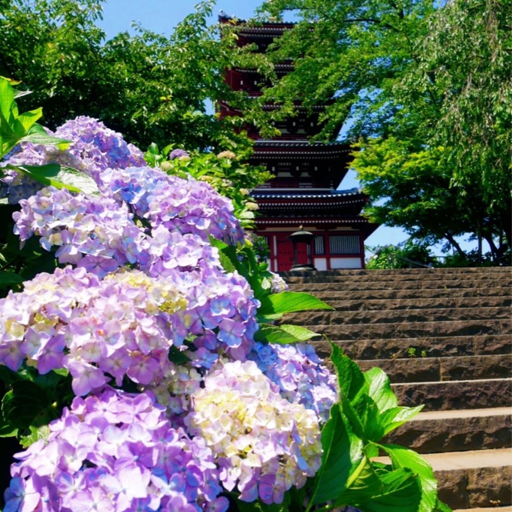 本土寺 鎌倉を超える 5万本以上のあじさいの絶景 本土寺 千葉