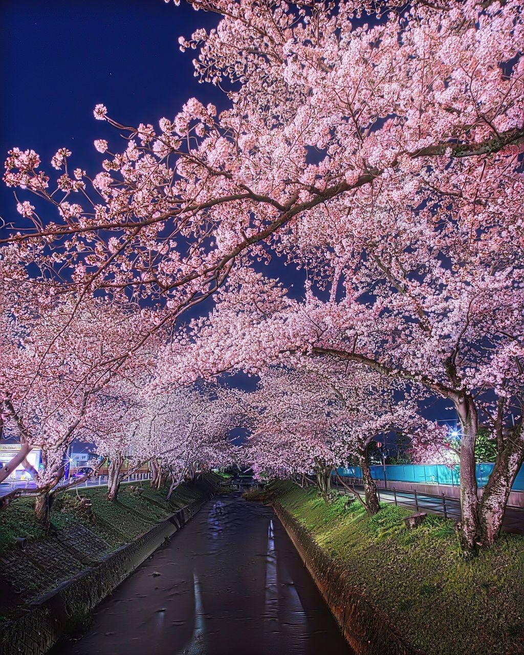 五条川 日本の桜名所100選 五条川桜並木の夜景見るならココ 大口町