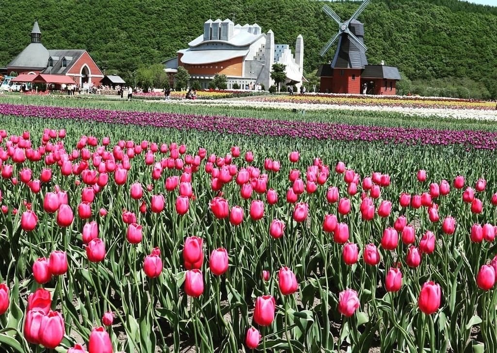 かみゆうべつチューリップ公園 1万本のチューリップが圧巻 北海道 0種が咲き誇る