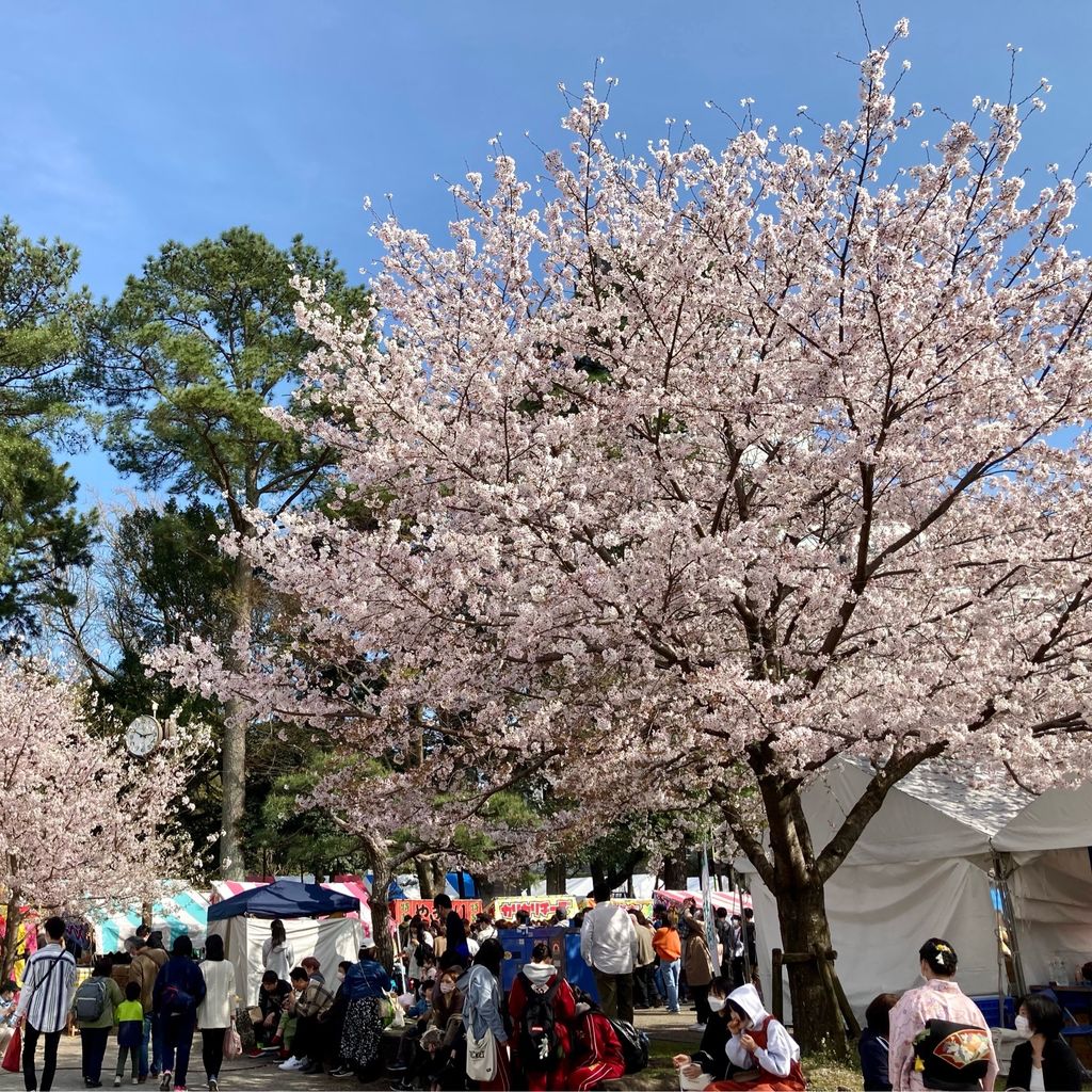 駿府城公園 桜満開の 静岡まつり 22